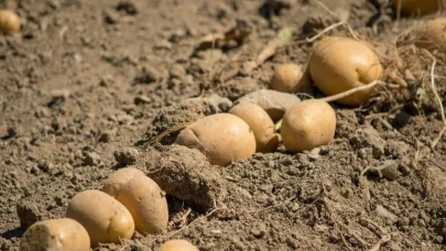 Patates Üreticileri Çığlık Atıyor: Artık Çalıştıkça Zarar Ediyoruz, Bu Yıl 1 Milyon Kredi Alacağız, Gelecek Yılda 2 Milyon!