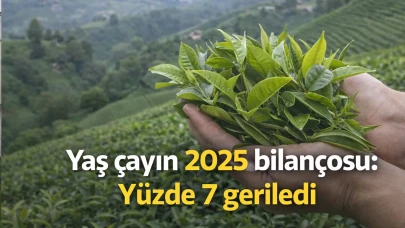 Yaş çayın 2025 bilançosu: Yüzde 7 geriledi