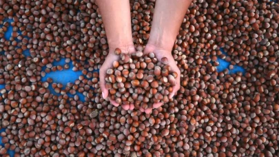 23 Ocak 2026 Fındık Fiyatları: Giresun, Ordu, Sakarya, Samsun ve Rize Güncel Rakamlar