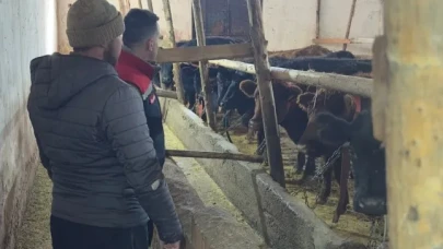 Aydıntepe'de Hayvancılık Projesi: 12 Gebe Angus Düve Teslimatı Yapıldı