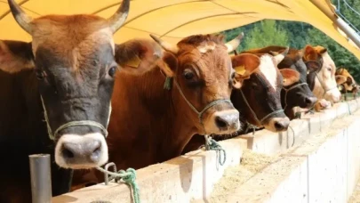 Yeni tarih belli oldu: Besicilerin dikkatine!