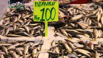 Rize'de istavritin kilogramı 100 liradan satılıyor