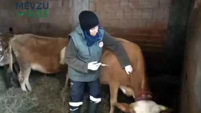 Trabzon'da Şap Hastalığına Karşı Yürütülen Aşılamalarda Çalışmalar Devam Ediyor