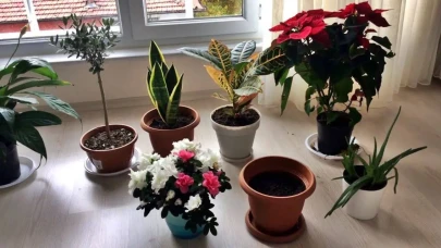 Evdeki Güzel Bitkiler: Görünüşlerin Arasında Gizli Tehlike!