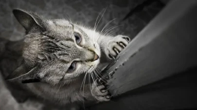 Merak edilen sorunun cevabı nihayet gün yüzüne çıktı!