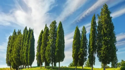 Servi ağacı nasıl ve nerede yetiştirilir?