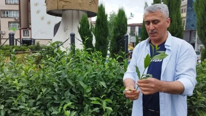 ÇAYÜDAD Başkanı Mavi: Gübre Zammının Faturası Çay Üreticisine Kesilmemeli