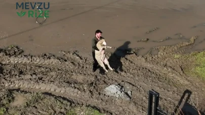 Meriç nehri taştı! Mahsur kalan hayvanlar böyle kurtarıldı - Güncel Haberler