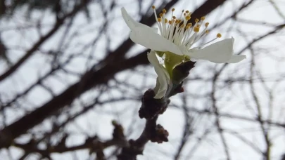 Yalancı Bahar Bekleniyor: Sıcaklıklar Hızla Yükseliyor!