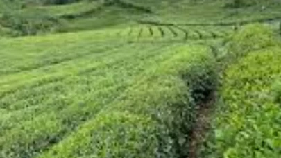 Rize’ye Taşınmak Mantıklı mı? 2026’da Yaşamın Artıları ve Eksileri