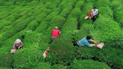 Rize’de Gübreye Zam Geliyor: Çiftçiler Endişeli