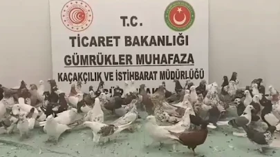 Ticaret Bakanlığı: 2025’te 85 bin 342 kaçak canlı hayvan ele geçirildi