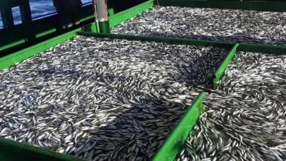 Rize’de Balık Tezgahlarında Fiyatlar Değişti