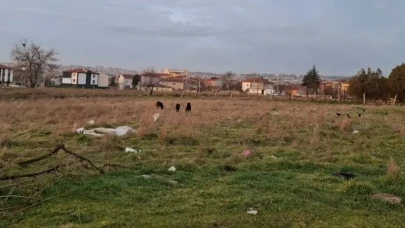 Okul çevresindeki başıboş köpekler Gündoğdu Mahallesi'nde tedirginlik yaratıyor