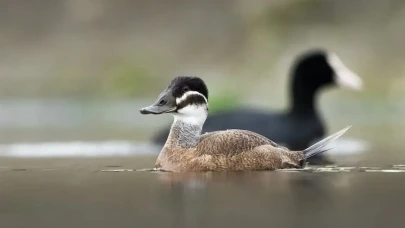 Kocaeli'de Nesli Tehlikede Dikkuyruk Ördekleri Görüntülendi!