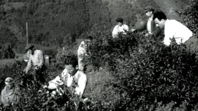Rize’de Geçmişte Ticaret Hangi Ürün Üzerinden Yürütülüyordu? İşte Tarihi Süreç