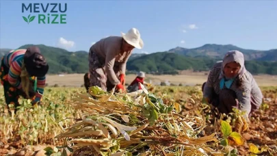 Türkiye, tersine göçle köylüleri destekleyecek: Hibeler ve yenilenebilir alanlara teşvik!