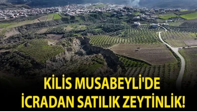 Kilis Musabeyli'de icradan satılık zeytinlik!