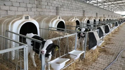 Üreticilere Hamile Düve Desteği Müjdeleri!