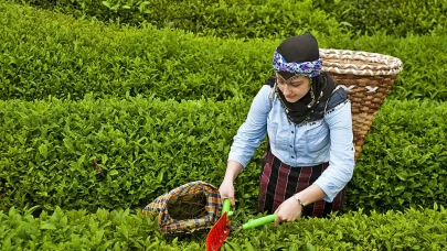 Rize’de Bir Çay Bahçesinde Kaç Ton Toplanır?