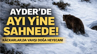 Ayder'de ayı yine sahnede! Kaçkarlar'da vahşi doğa heyecanı