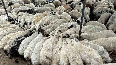 Rize’de Küçükbaş Hayvancılığa Büyük Destek Başlıyor