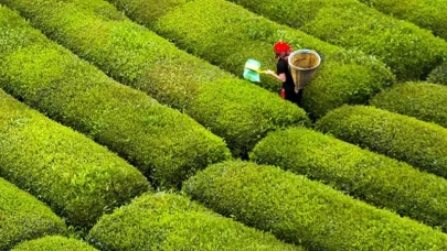 Rize’de Çay Hasadı Ne Zaman Başlar?