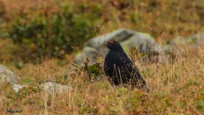 Rize’de Kuş Gözlemciliği İçin En İyi Noktalar: Doğa Tutkunlarının Yeni Rotası