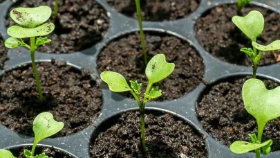 Rize'de Bahçıvanlar Mart Ayı Son Fırsatını Kaçırmıyor