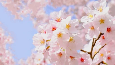 Rize’de Toprak Isınıyor: 3. Cemre Tarihi Açıklandı