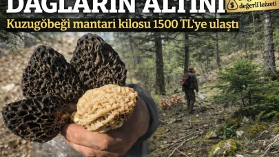 Dağların Altını: Kuzugöbeği Mantarı Kilosu 1500 TL