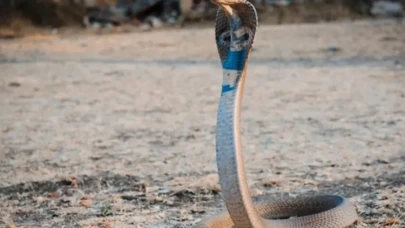 Rüyada Yılan Görmek Neye İşarettir?