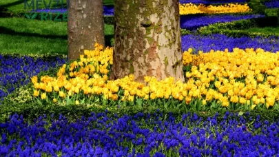 İstanbul Lale Festivali ne zaman?