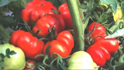 12 Saniyede Domatesler İçindeki Çekirgeyi Bulabilenler Şaşırtıyor!