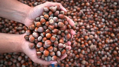 Fındıkta Doğu Karadeniz Düğümü |Trabzon 183 TL Eşiğinde Dondu Kaldı!