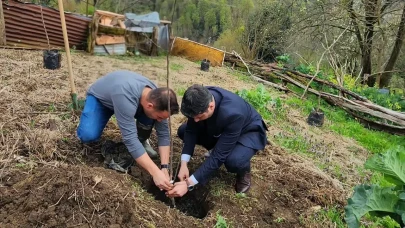 Hemşin'de Demir Elma Projesi Yeniden Canlanıyor: 240 Fidan Toprakla Buluştu!