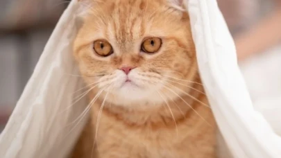 Rüyada Kedi Görmek Neye İşarettir?