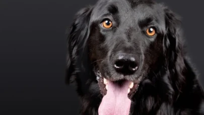 Rüyada Köpek Görmek Nasıl Yorumlanır?