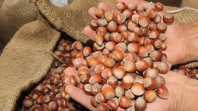 Fındık Fiyatlarındaki Düşüşün Arkasındaki Sebepler Neler?