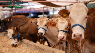 Kurban Kesim Ücretleri 1.500 TL ile Başlıyor