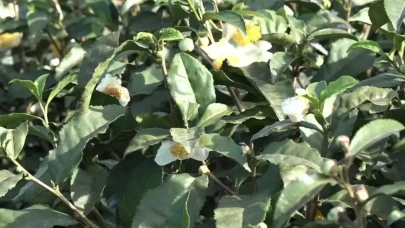 Karadeniz'in Yeni Altını Ortaya Çıktı: Kilosu 6 Bin TL'den Satılıyor, Talep Her Geçen Gün Artıyor
