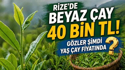Rize’de Beyaz Çay 40 Bin TL! Gözler Şimdi Yaş Çay Fiyatında