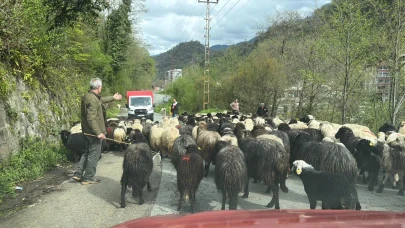 Yayla Göçü Başladı, Binlerce Kişi O Görüntüleri İzlemek İçin Bölgeye Geliyor