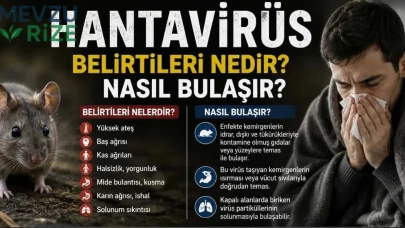 Hantavirüs Tehlikesi: 2026 İçin Belirtiler ve Bulaşma Yolları Üzerine Genel Bakış