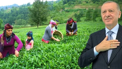 Karadeniz’de Çay Sezonu Hareketliliği Başladı: Üreticiler Verimden Umutlu
