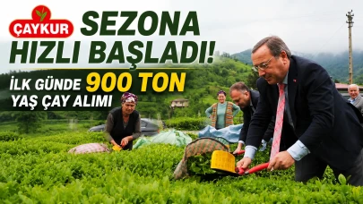 ÇAYKUR Sezona Hızlı Başladı: İlk Günde 900 Ton Yaş Çay Alımı