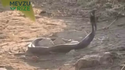 Siirt'te Görüntü Şaşırttı: İki Yılan Yavaş Yavaş Birbirine Sarıldı!