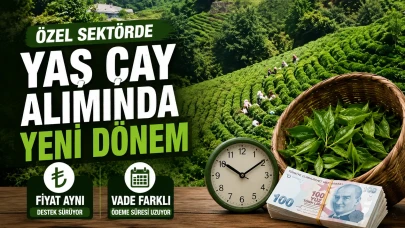Özel Sektörde Yaş Çay Alımında Yeni Dönem: Fiyat Aynı, Vade Farklı