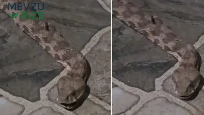 Kapıyı Açtığı Anda Gördü! Dev Yılan Mahalleyi Ayağa Kaldırdı