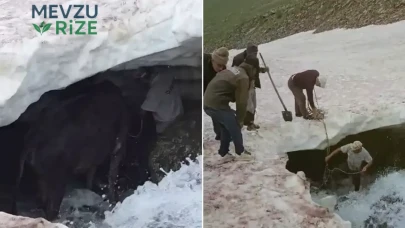Erzurum'da Buzullarda Sıkışan Dana, Traktörle Kurtarıldı!